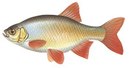 Лукоморье - иконка «рыбалка» в Северном